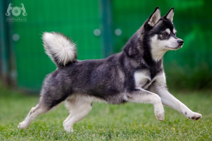 Alaskan Klee Kai