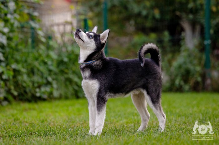 Alaskan Klee Kai