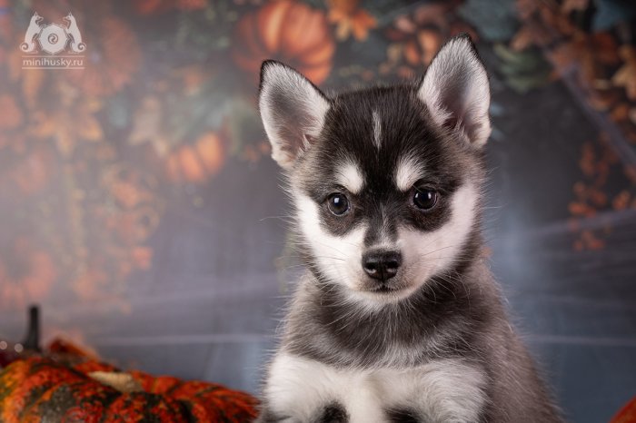 Alaskan Klee Kai