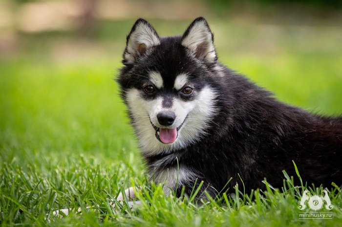 Alaskan Klee Kai